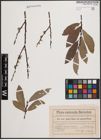 Foto von Salix cinerea L. x Salix purpurea L.